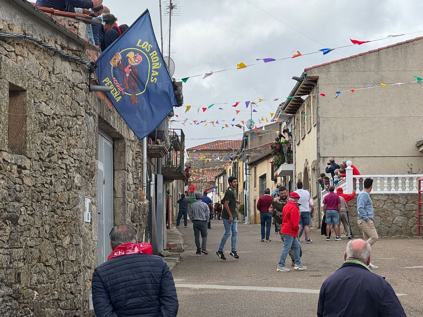 Segundo encierro con novillos de Valdeflores en Pereña de la Ribera