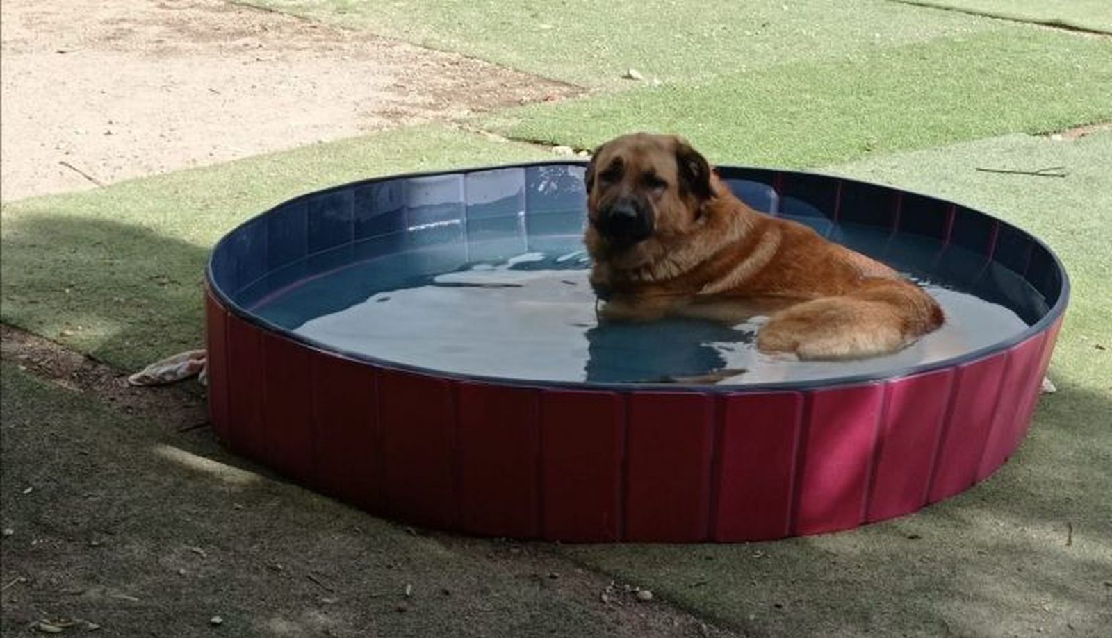 Protectora de animales 'Siempre Fiel' (9)