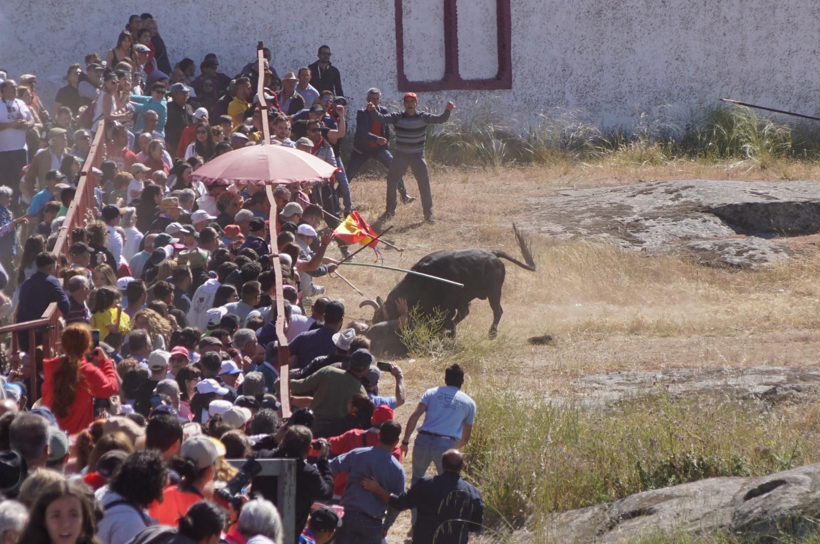 herido-un-hombre-tras-ser-volteado-por-un-astado-en-los-espantos-de-ledesma-foto-juanes-11