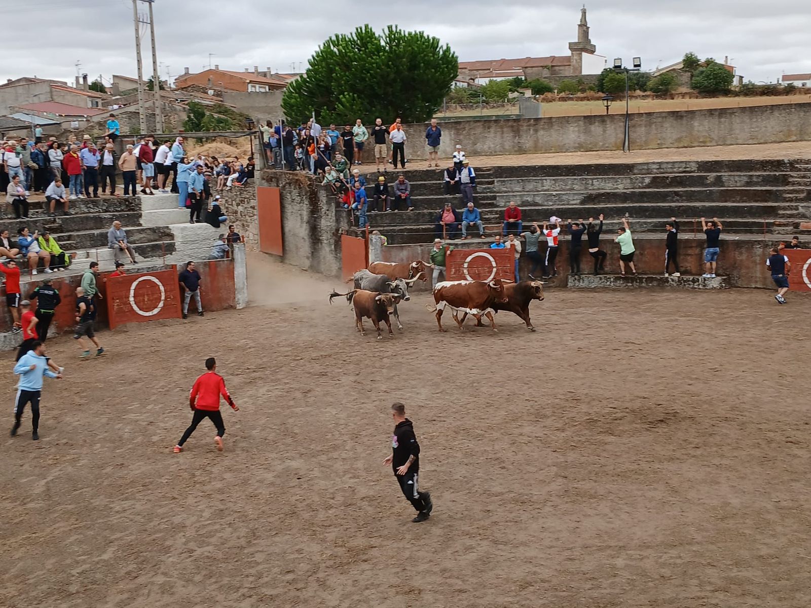 Encierro de novillos en Pereña