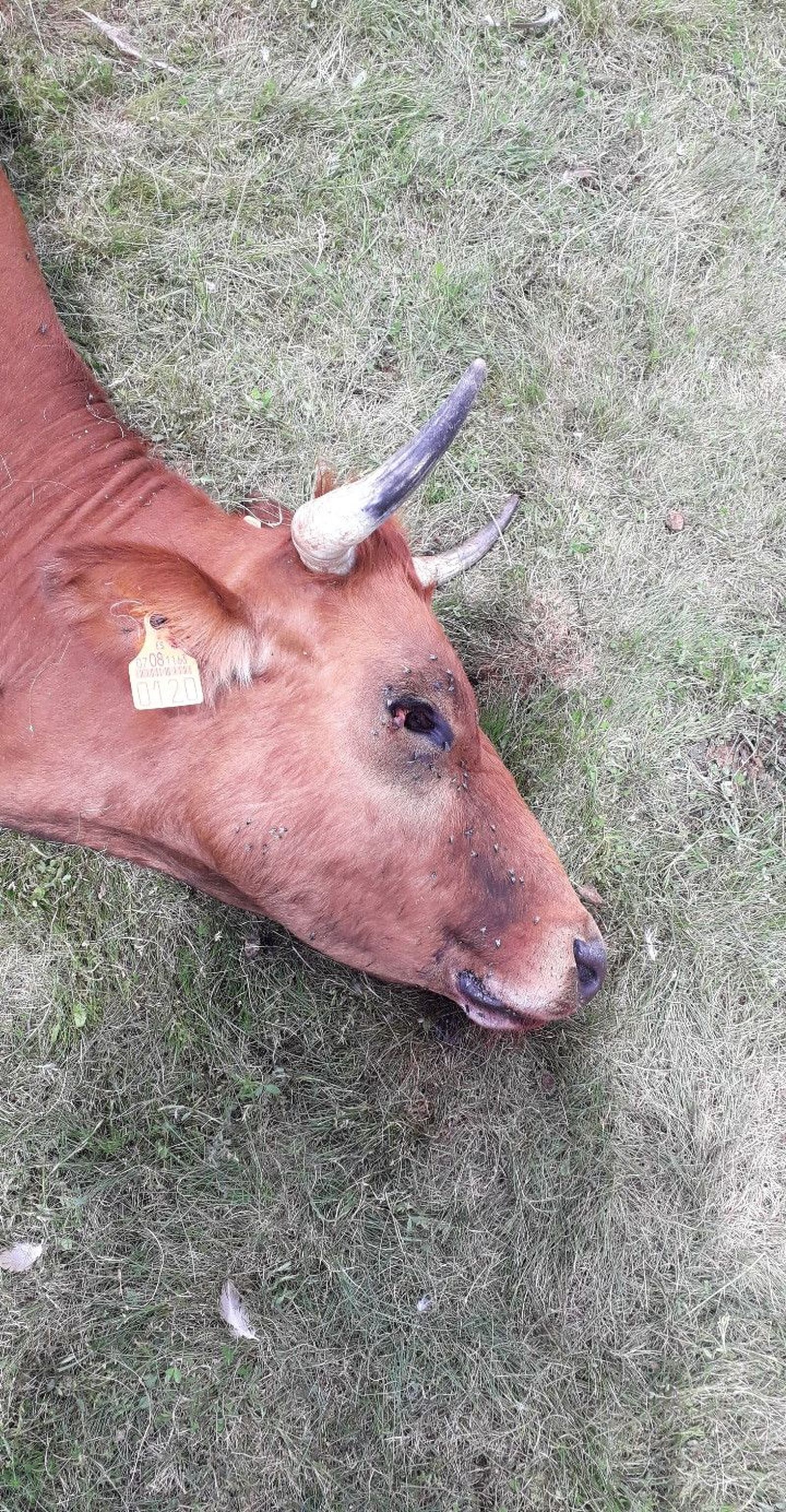 WhatsApp Image 2020 05 11 at 12.18.09