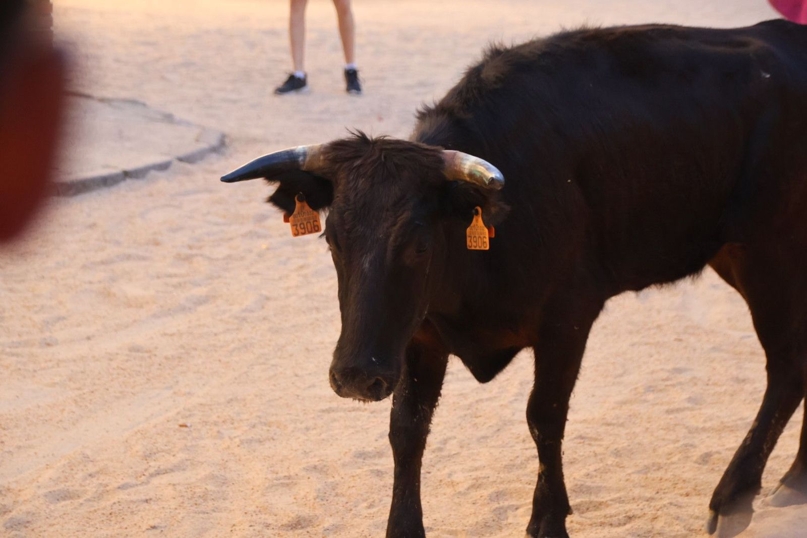 20240817190223-img-4521