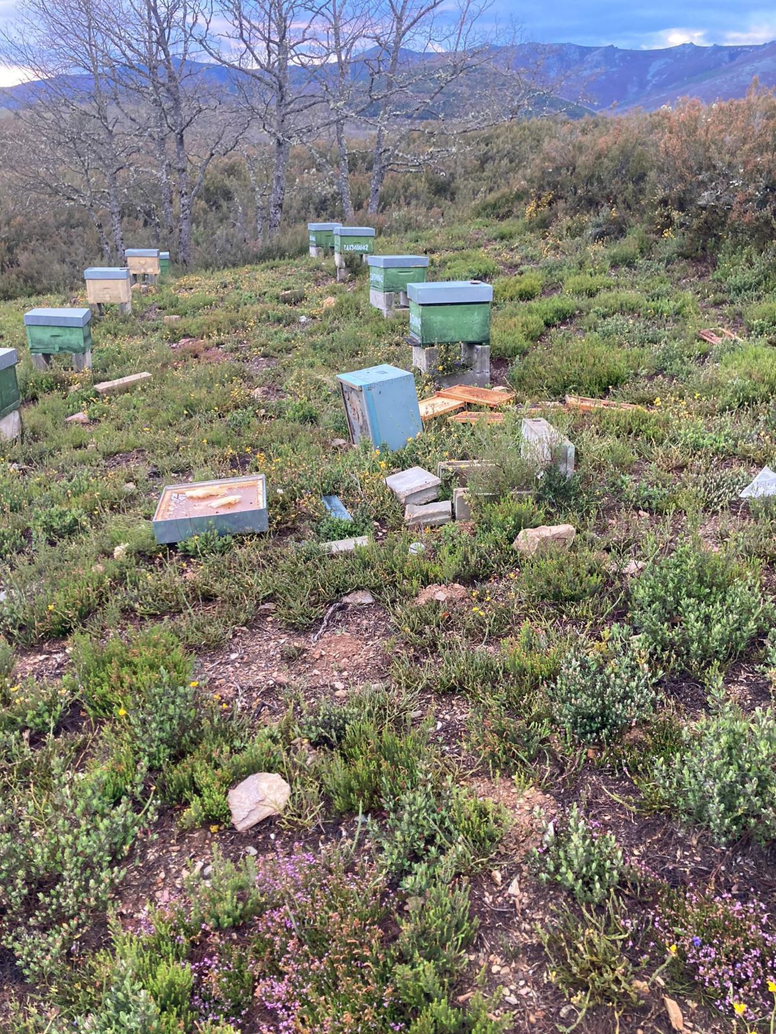 Ataque de un oso a colmenas.