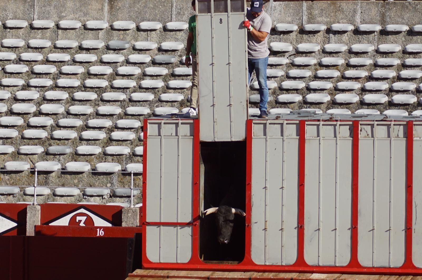 Tradicional Desenjaule en la Plaza de Toros La Glorieta