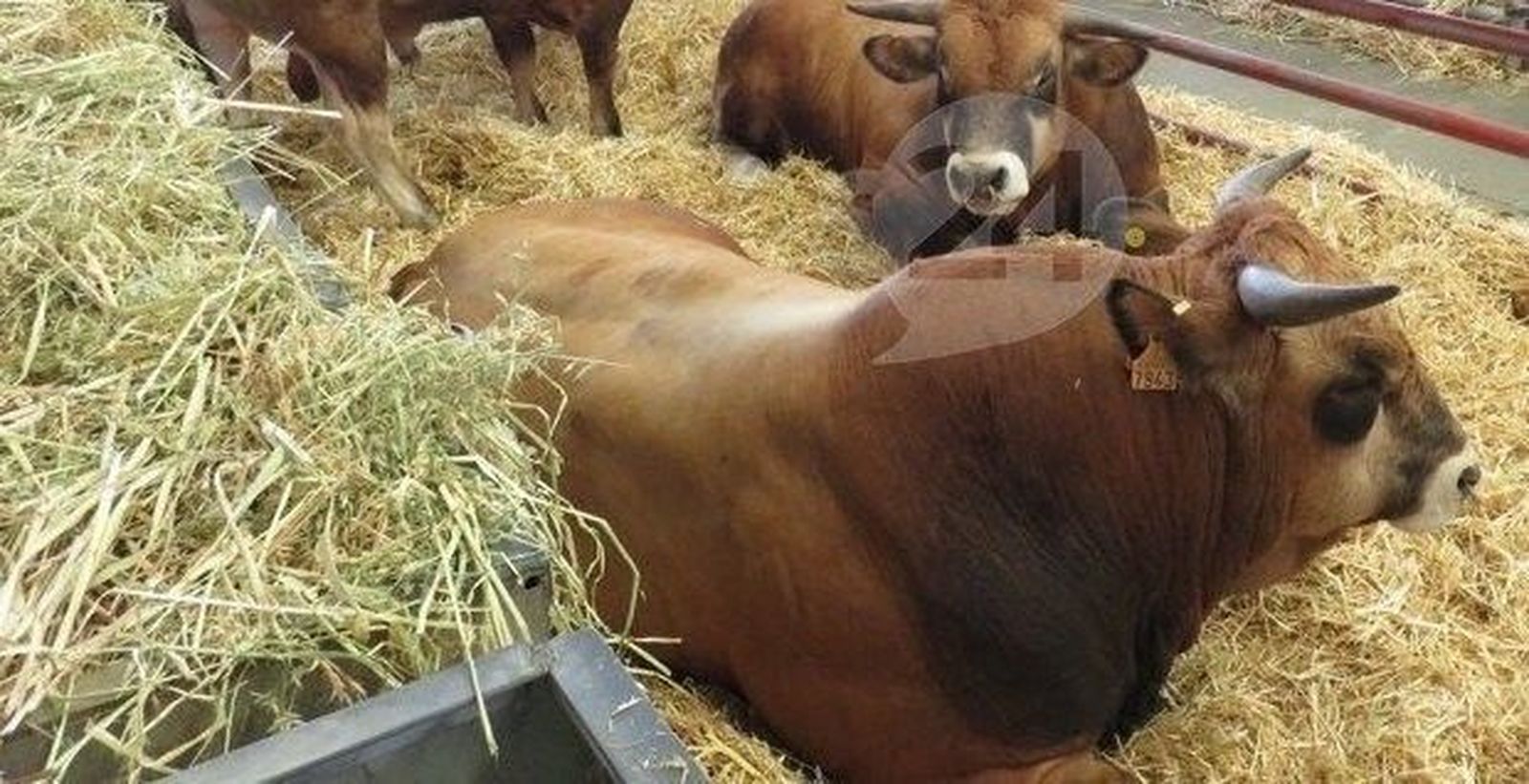 Béjar recibe mayo disfrutando de su Feria de Ganado