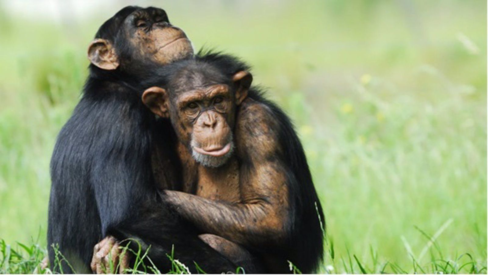 Primates. Foto de EP