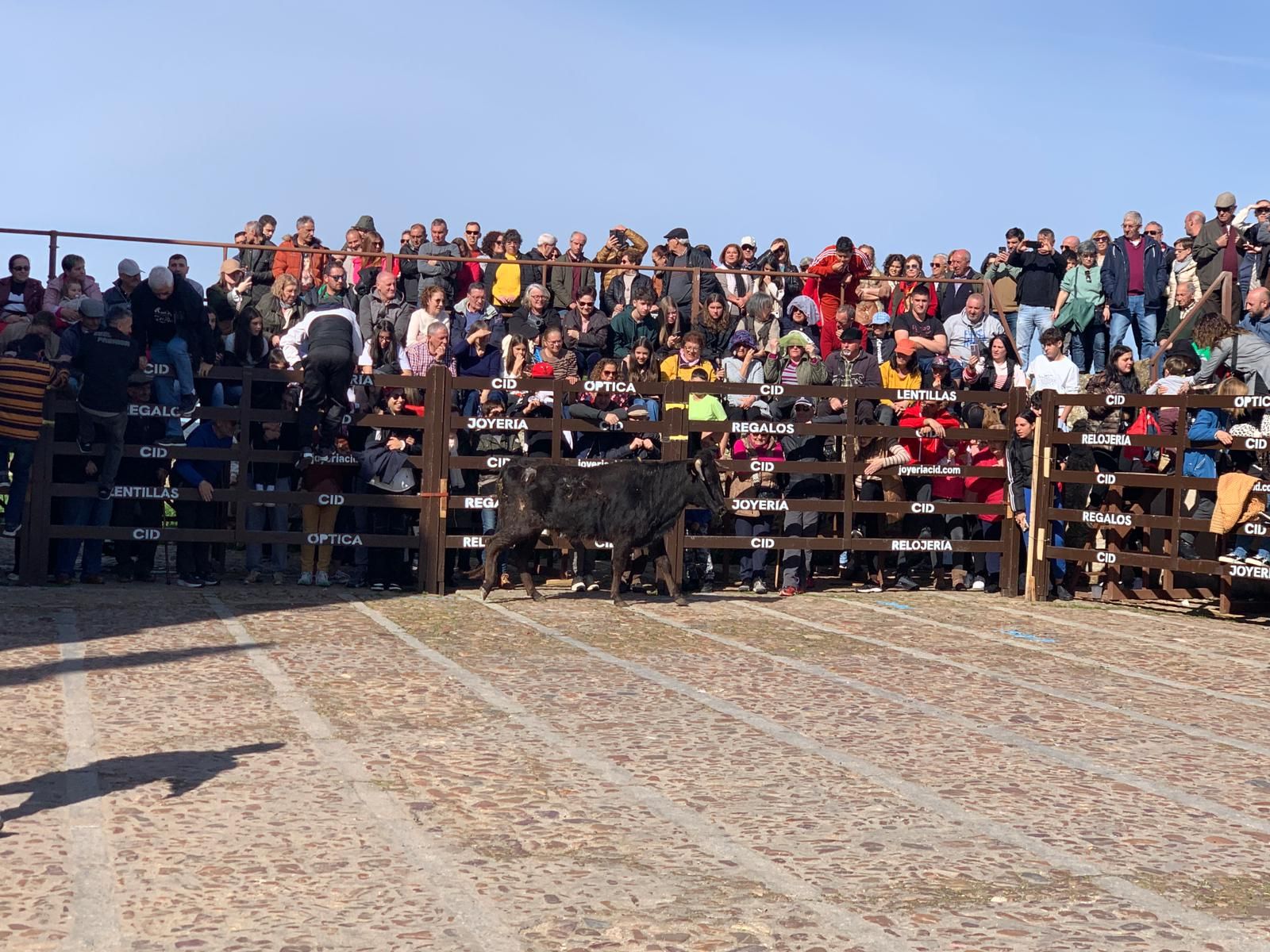ambiente-con-la-suelta-de-vaquillas-en-el-domingo-de-pinata-en-ciudad-rodrigo-8