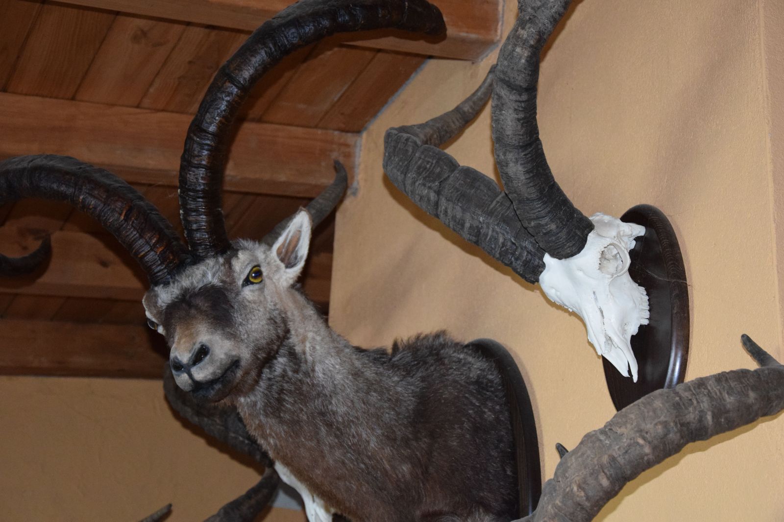 taxidermia-en-salamanca-28