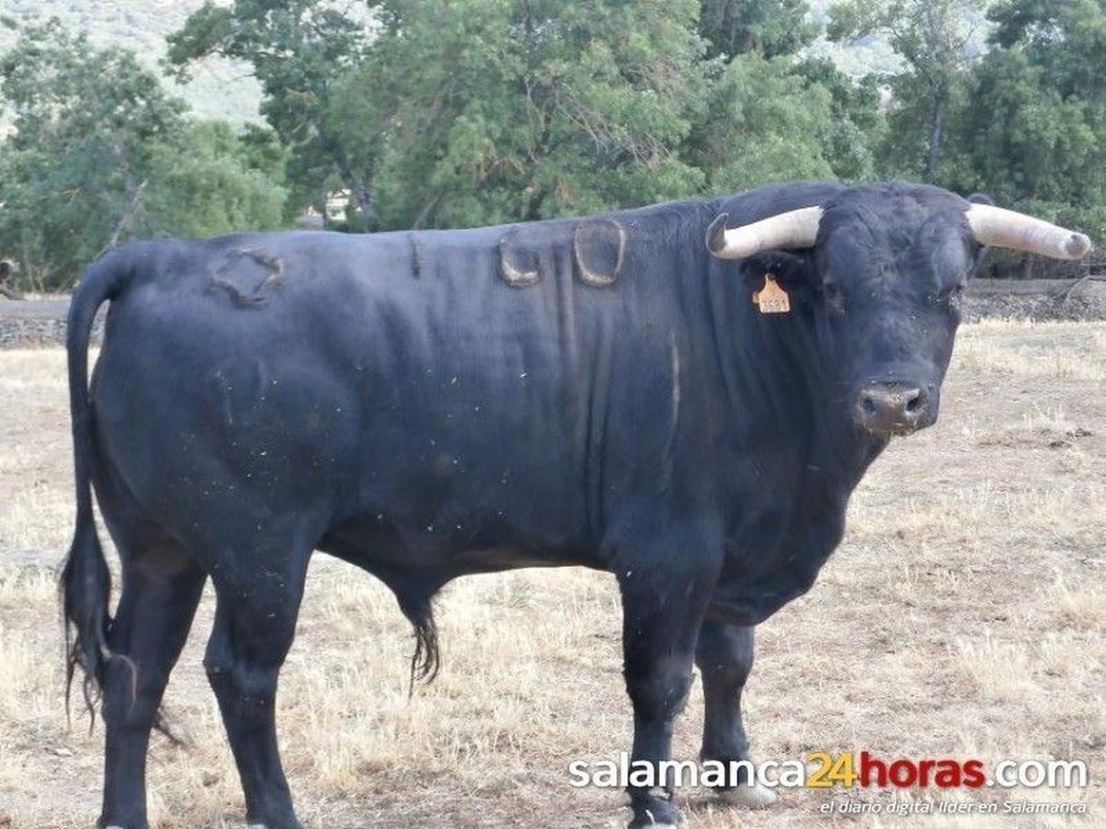 Novillos para La Fuente de San Esteban