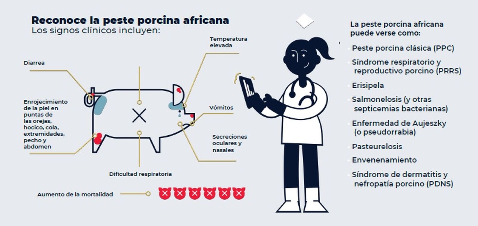 Síntomas para identificar la Peste Porcina Africana