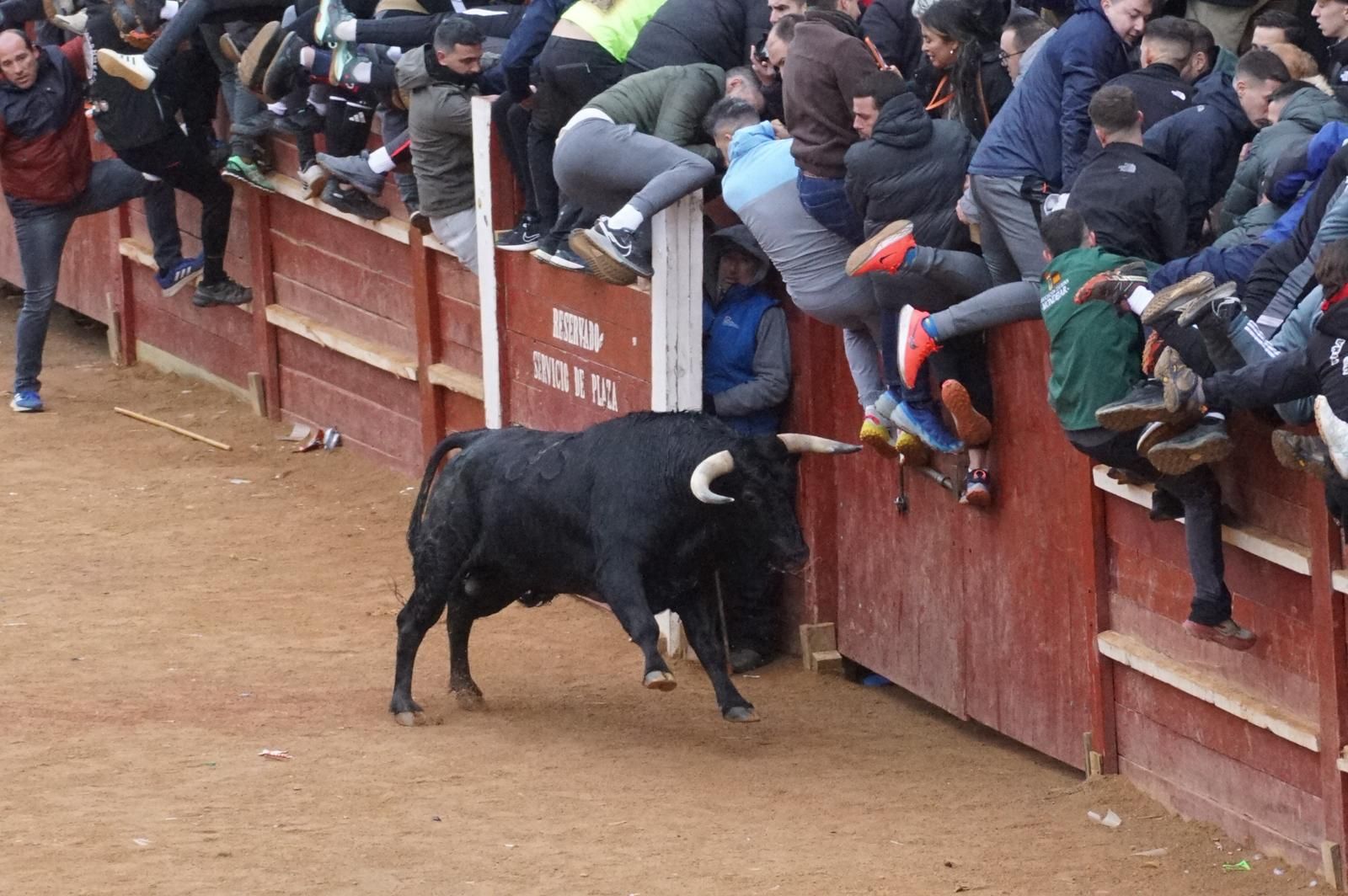 Capea matinal de domingo de carnaval en Ciudad Rodrigo (67).jpeg