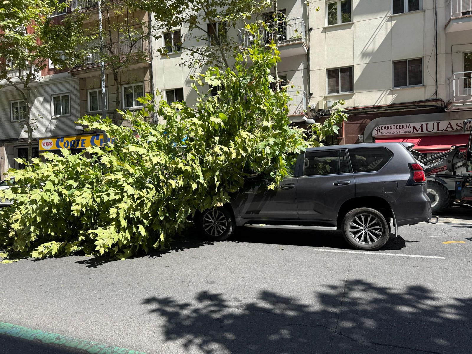 Un árbol cae sobre varios coches en Torres Villarroel
