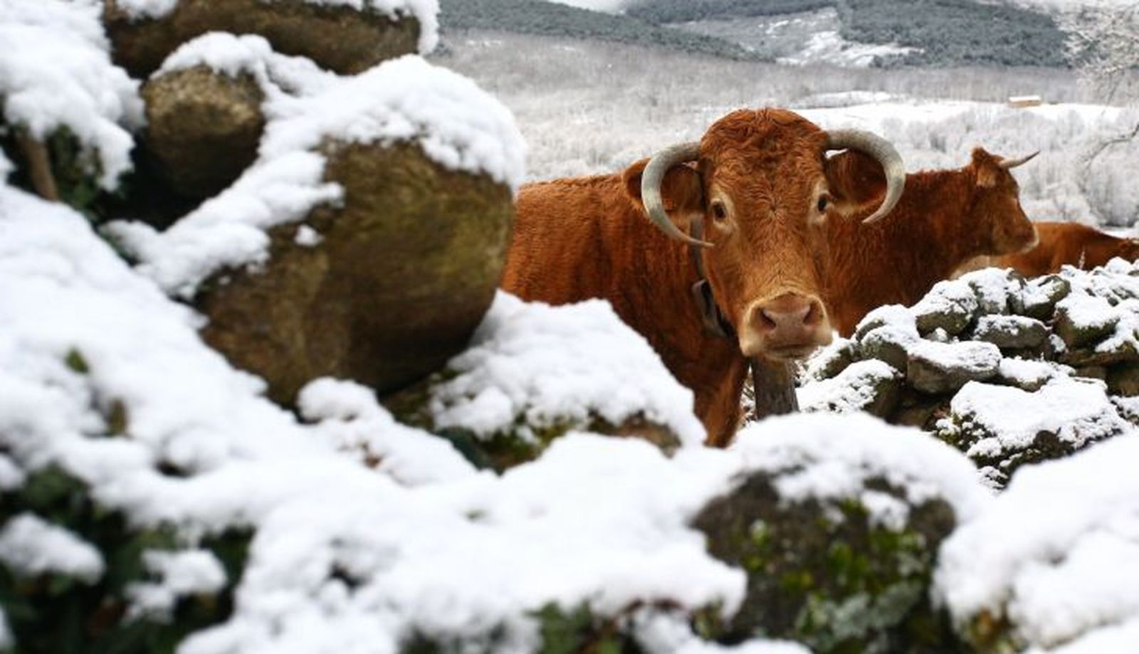 Nieve en la Sierra de Béjar. Fotos: Vicente/ICAL 