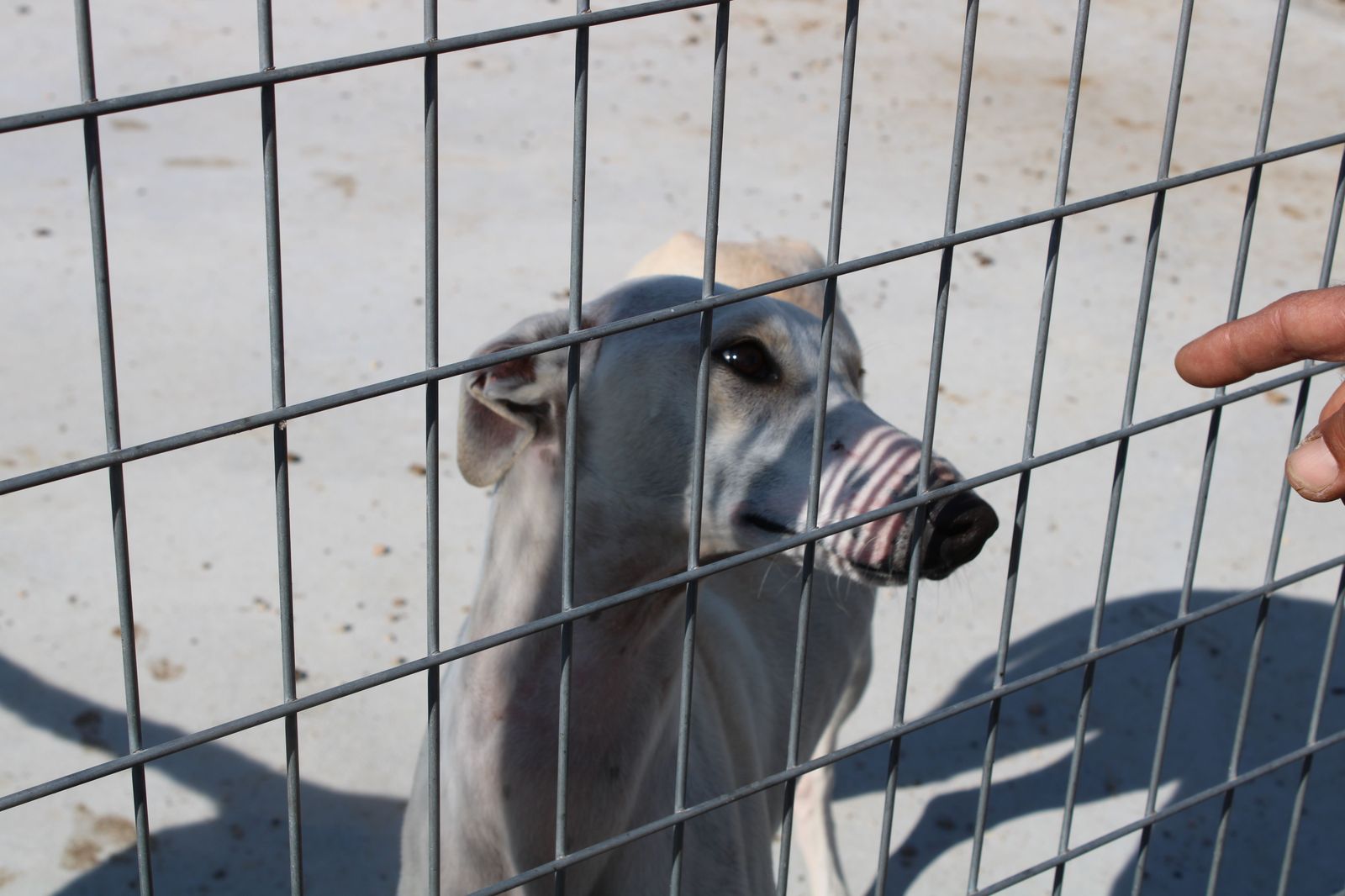 refugio-de-animales-del-ayuntamiento-de-salamanca-29