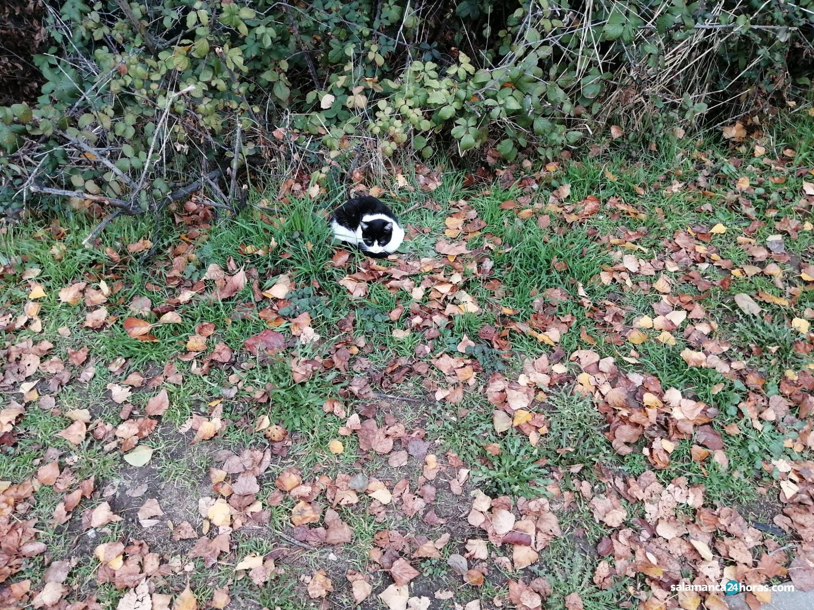 Colonia de gatos de la Vía Helmántica río Tormes (17)