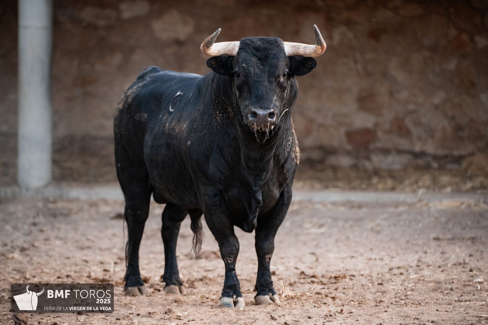 De 'Filósofo' a 'Volador': los toros García y Olga Jiménez para el regreso de Morante a La Glorieta con Ismael Martín y Marco Pérez