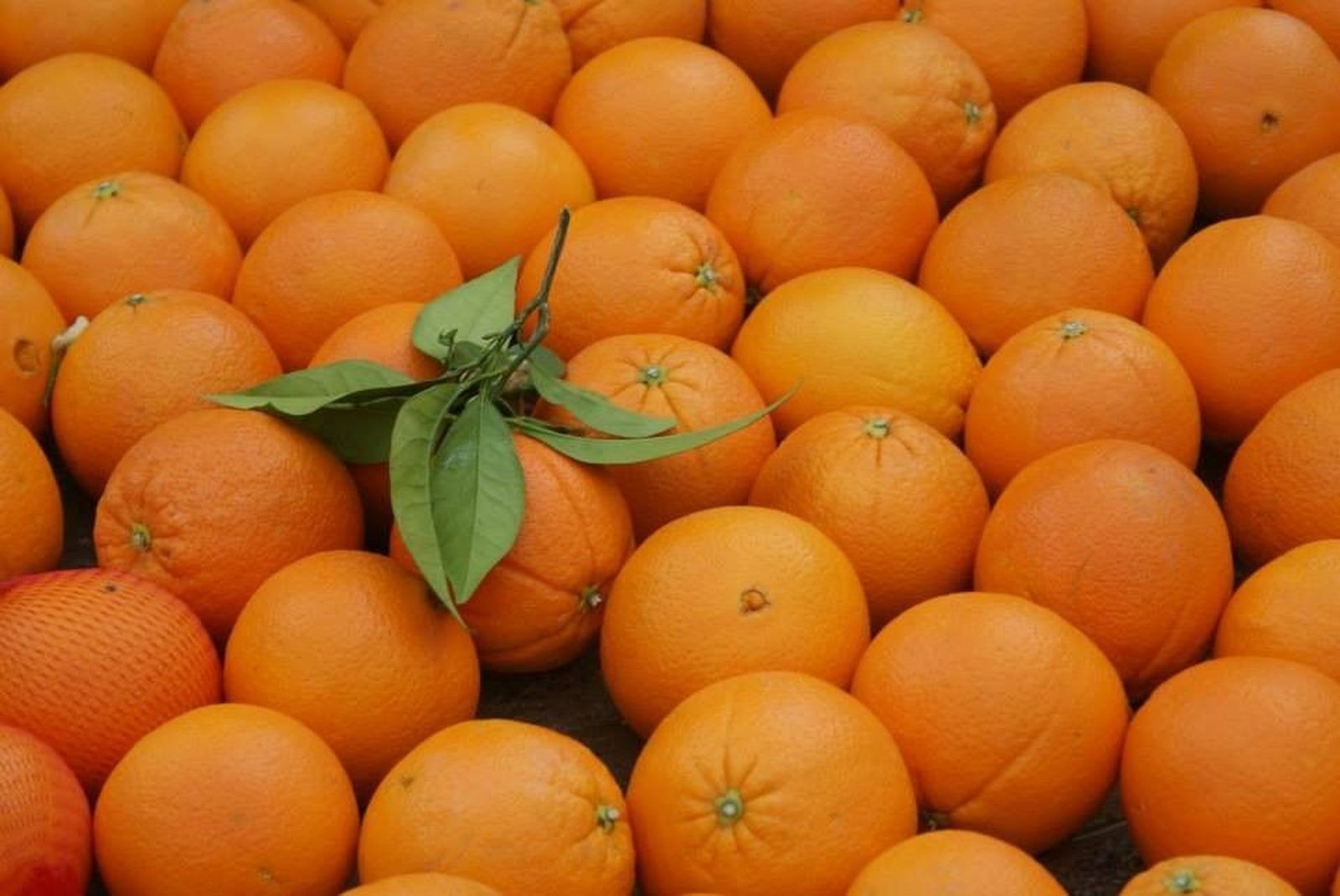 Naranjas.