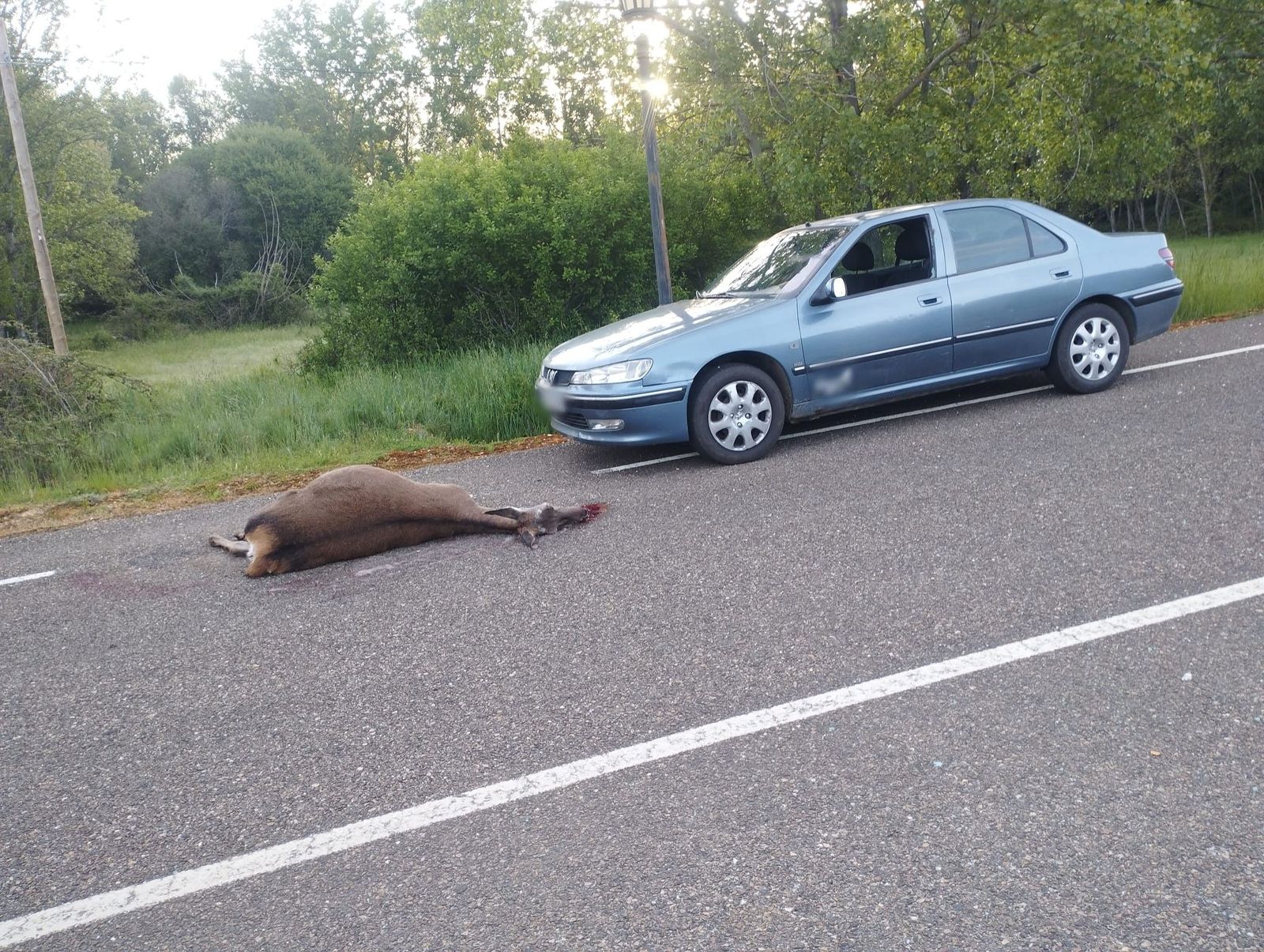 Accidente con una cierva a la entrada de Milla de Tera