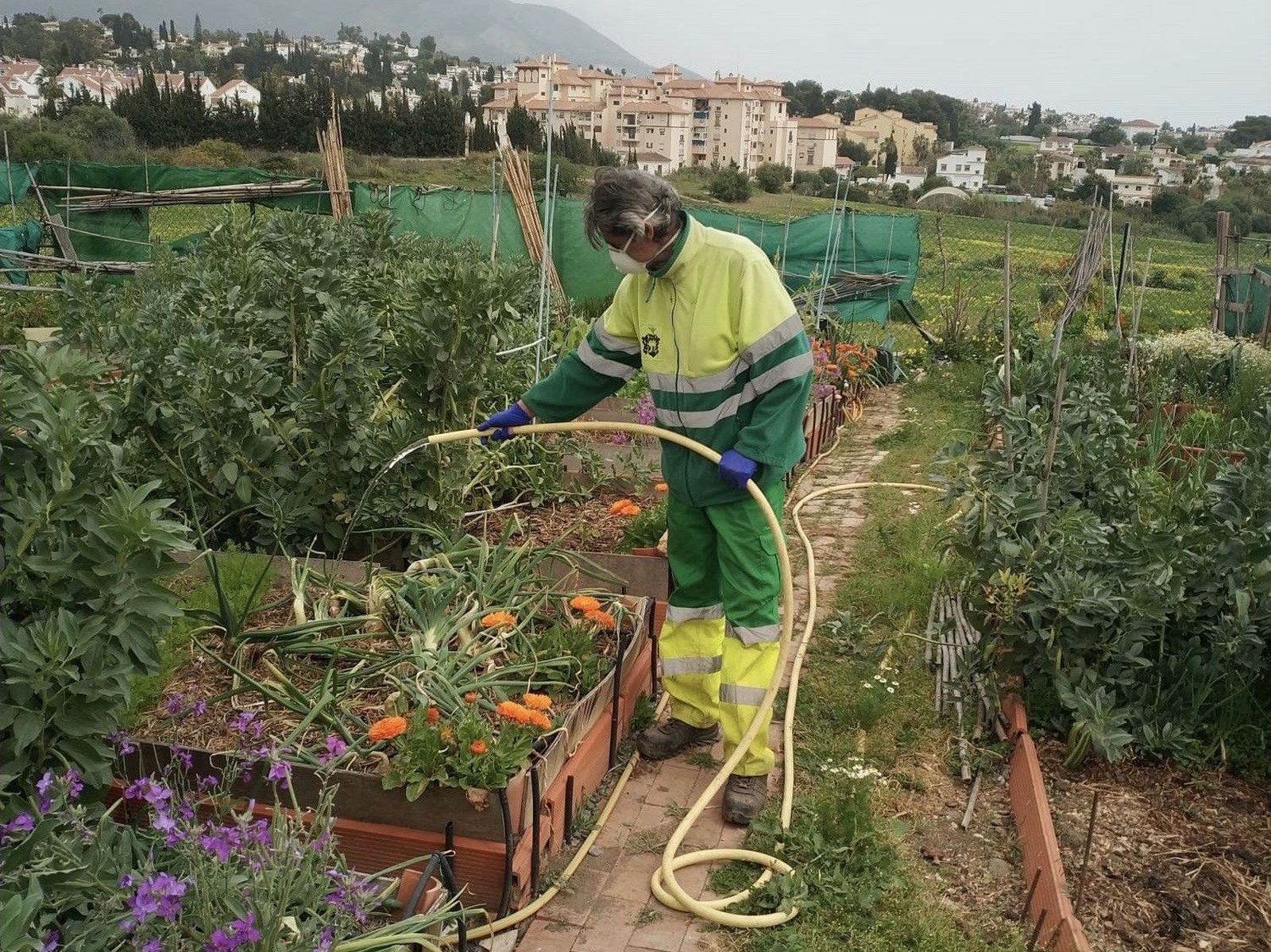 Un operario mantiene un huerto urbano.