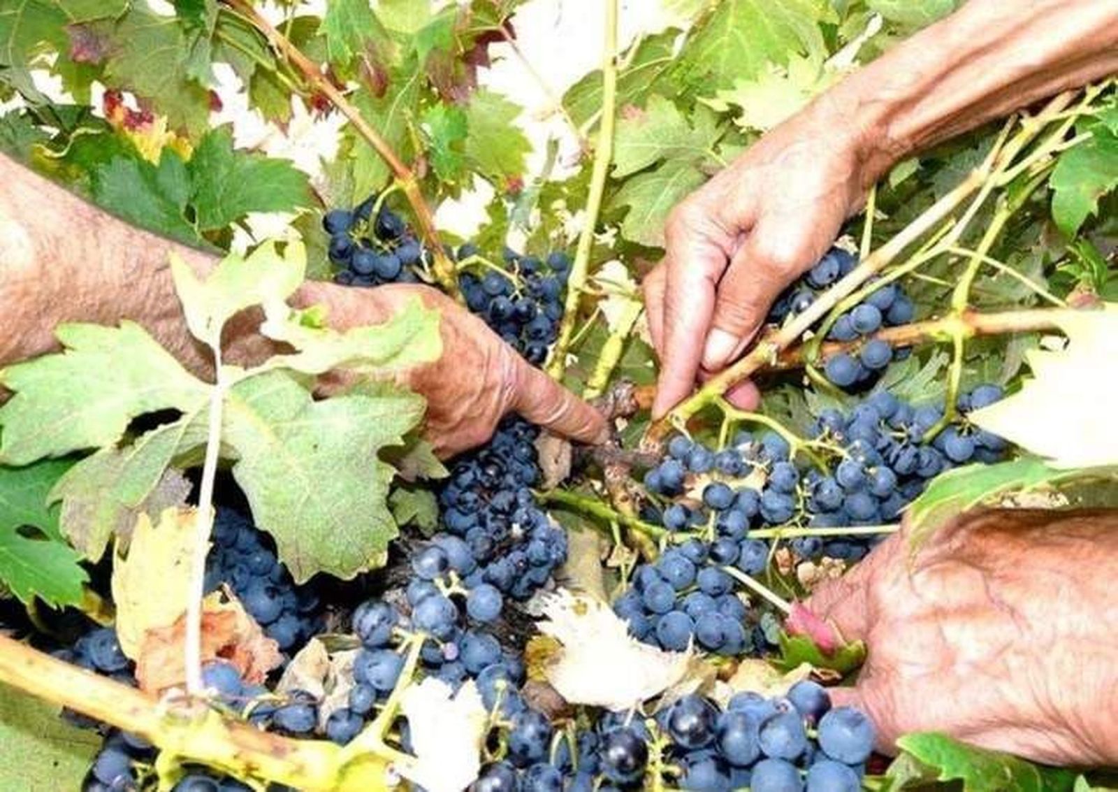 La consejera de Agricultura y Ganadería aboga por incluir la opinión de los consejos reguladores en la Interprofesional del Vino