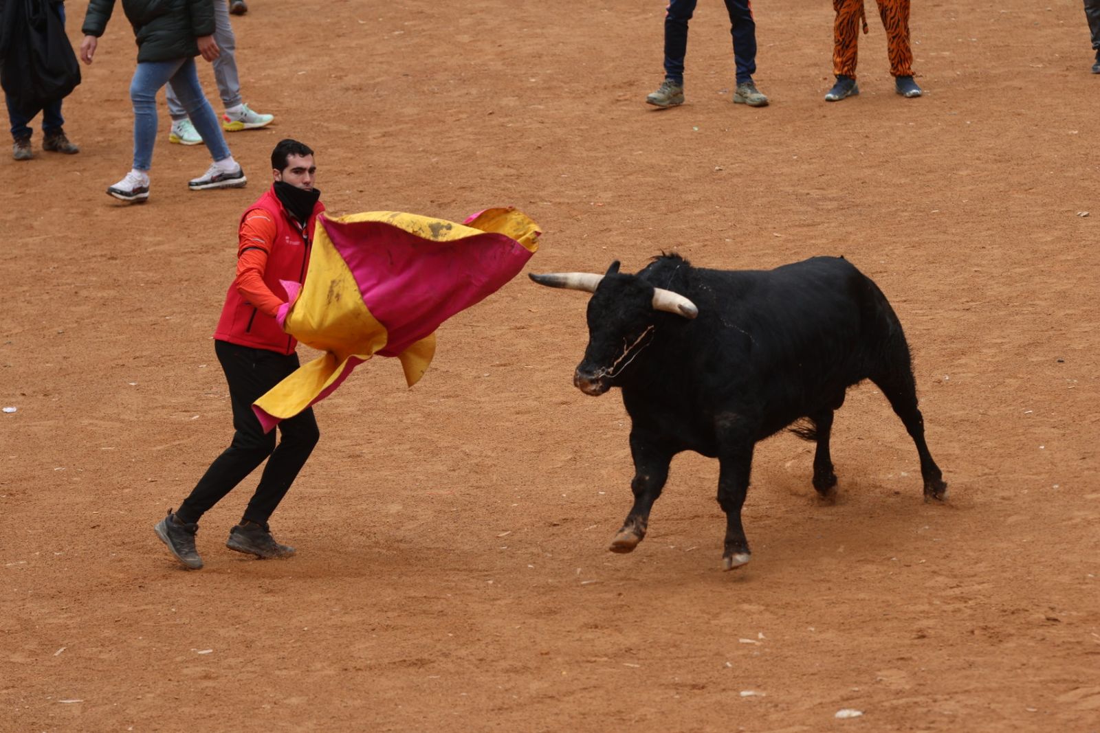 Capea de domingo en el Carnaval del Toro 2026 de Ciudad Rodrigo