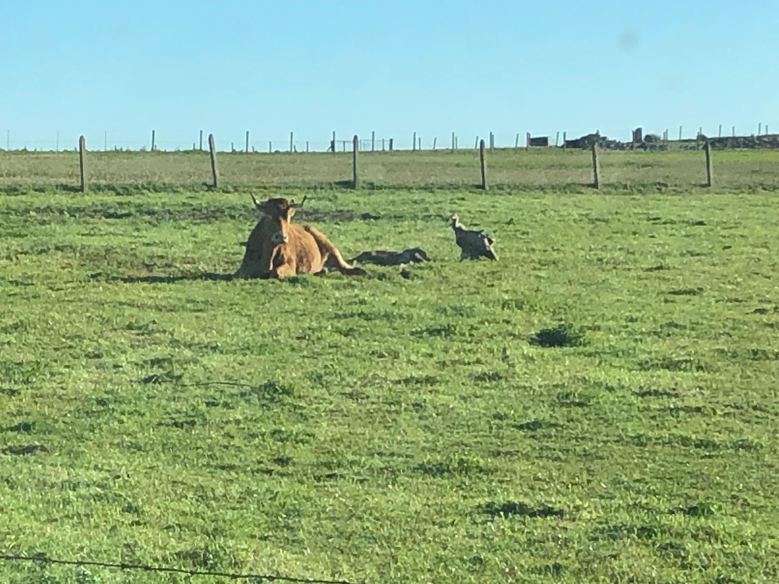 Denuncian un nuevo ataque de buitres contra el ganado en San Felices de los Gallegos