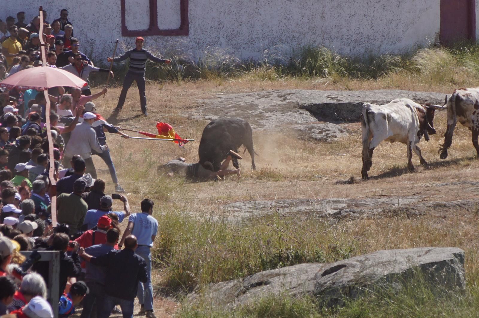 herido-un-hombre-tras-ser-volteado-por-un-astado-en-los-espantos-de-ledesma-foto-juanes-4
