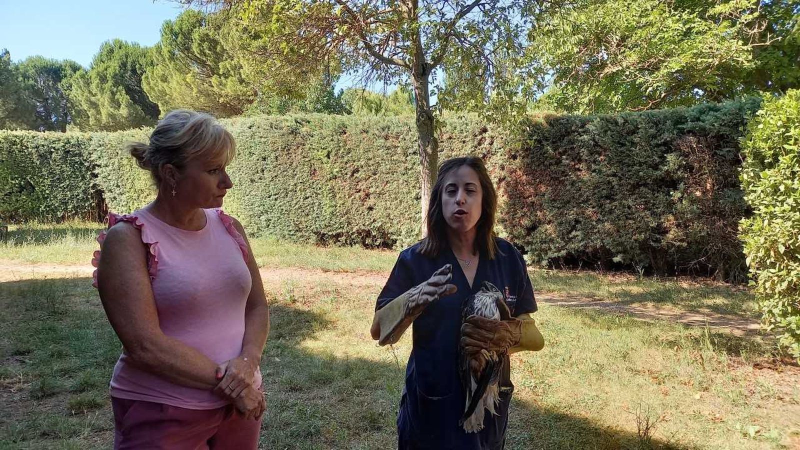 Electrocuciones, atropellos y calor, principales causas de ingreso en el Centro de Recuperación de Animales Silvestres de Zamora