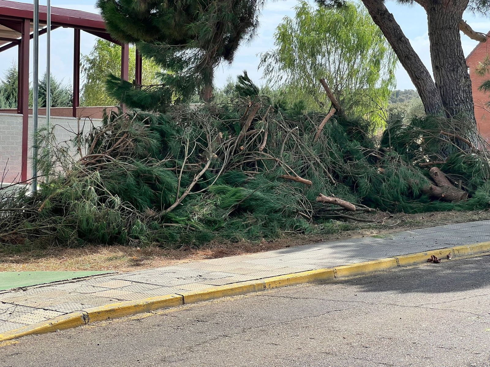 Tala de árboles en Peñasolana