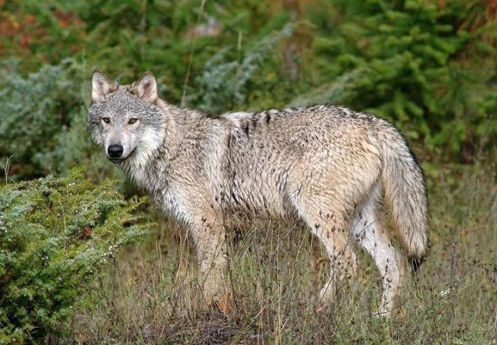 Asaja pide más control sobre animales salvajes para evitar plagas y ataques