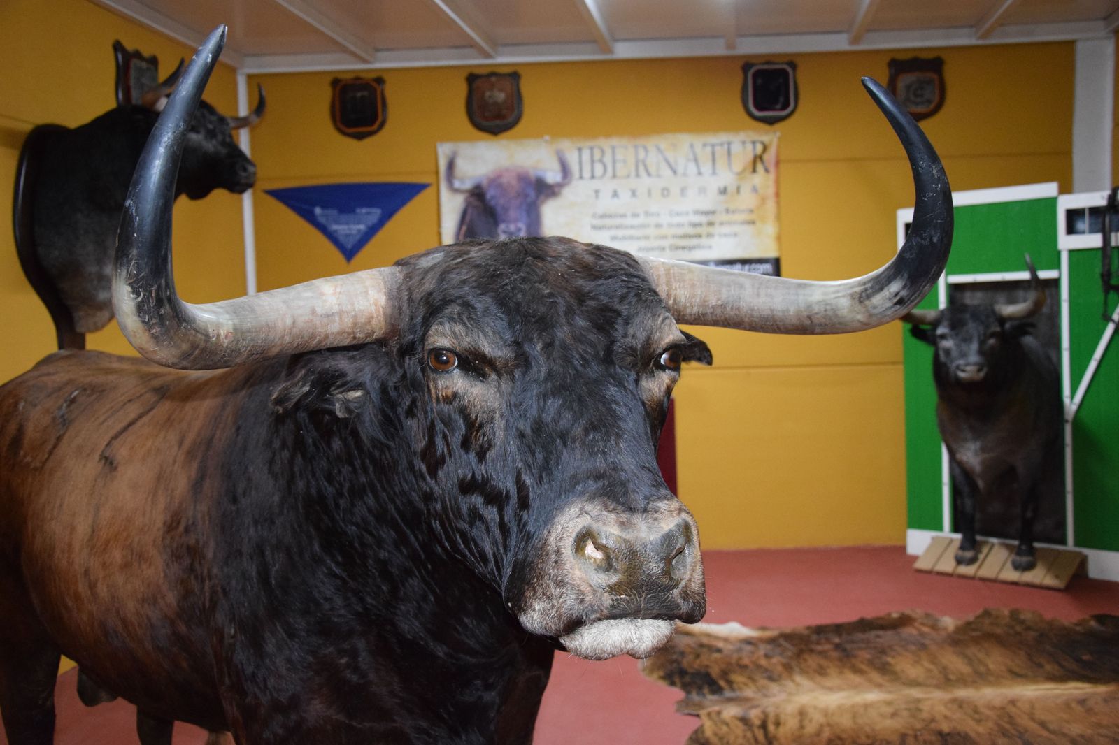 taxidermia-en-salamanca-24