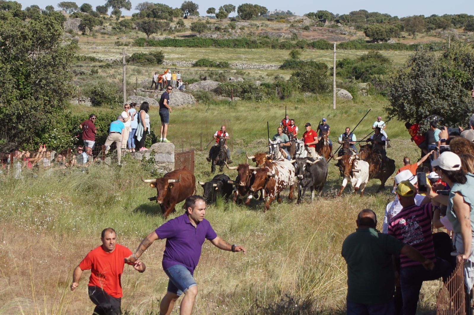 ledesma-calienta-motores-para-los-espantos-con-el-reparto-de-panuelos-y-la-salida-de-los-toros-del-prao-de-la-villa-14
