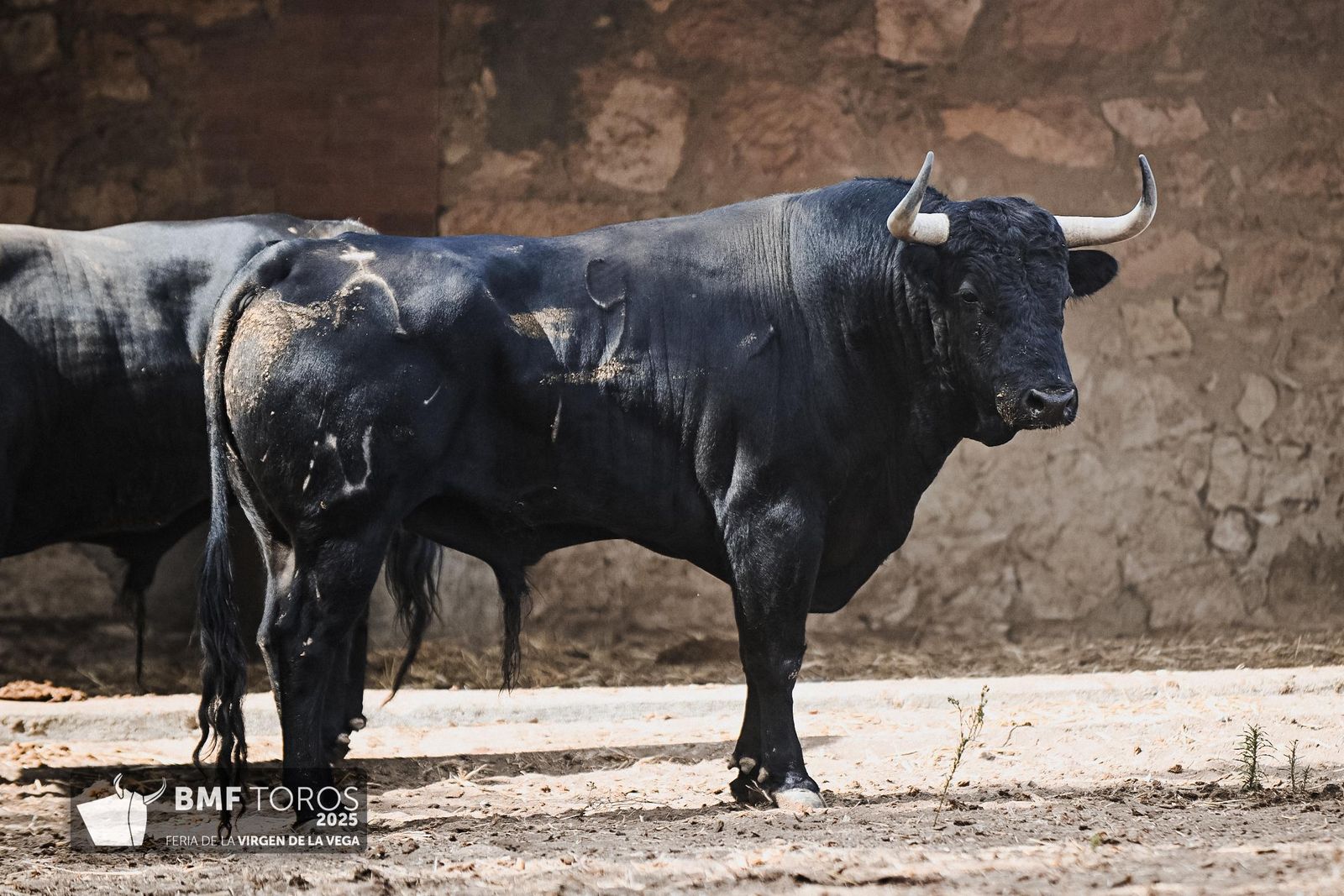 Sorteo de la corrida de Vellosino para Damián Castaño, Diego San Román e Ismael Martín en La Glorieta