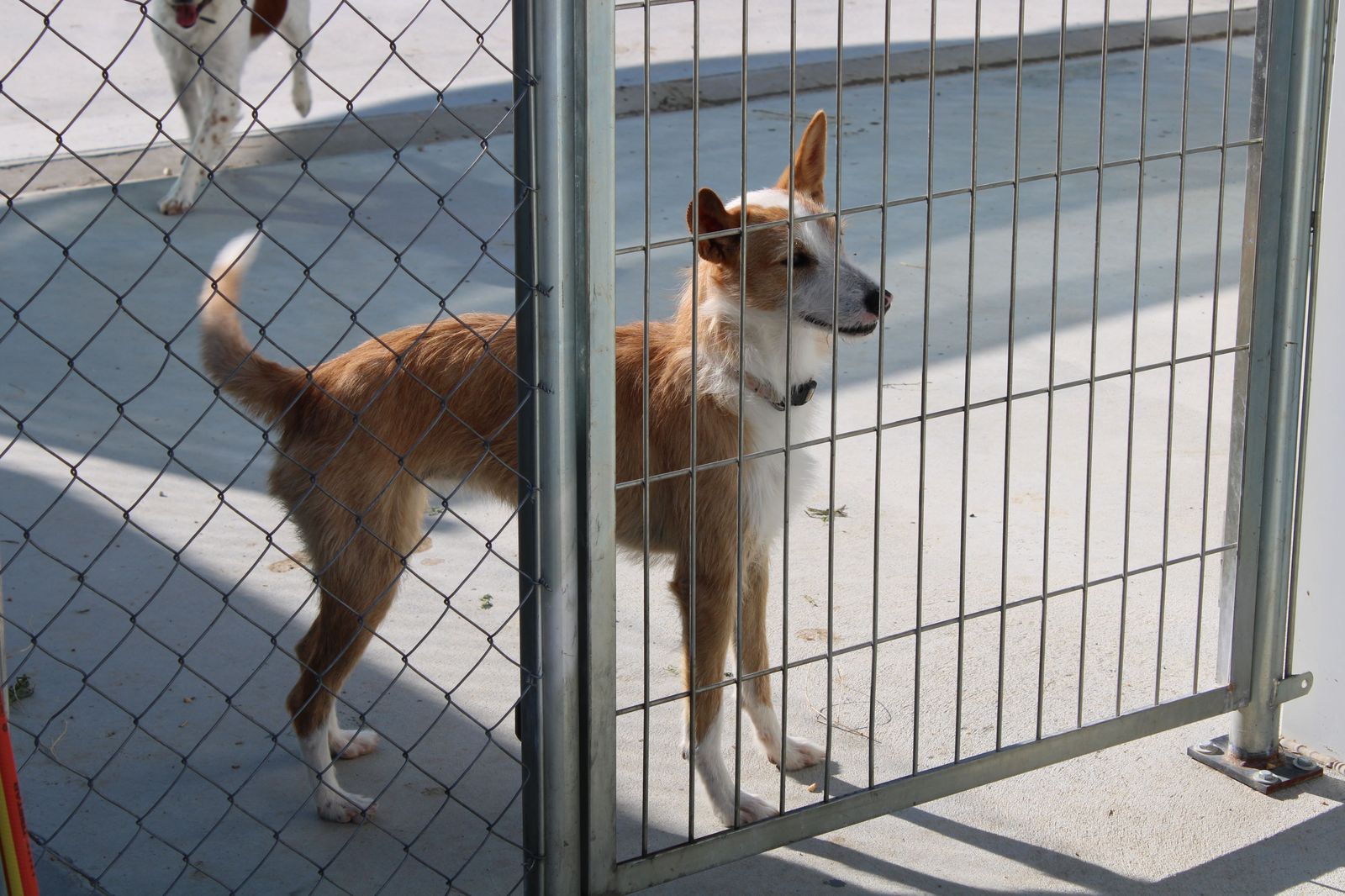 Refugio de animales del Ayuntamiento de Salamanca (8)