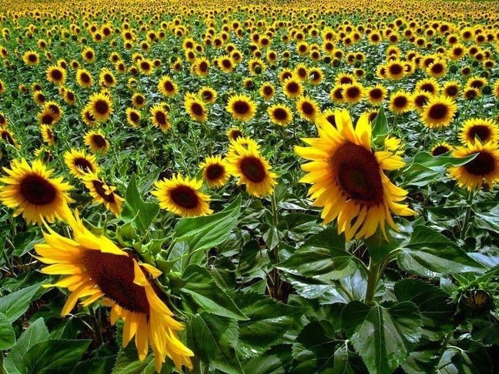 La Alianza califica de catastrófica la cosecha de girasol en con apenas 190.000 toneladas  de producción