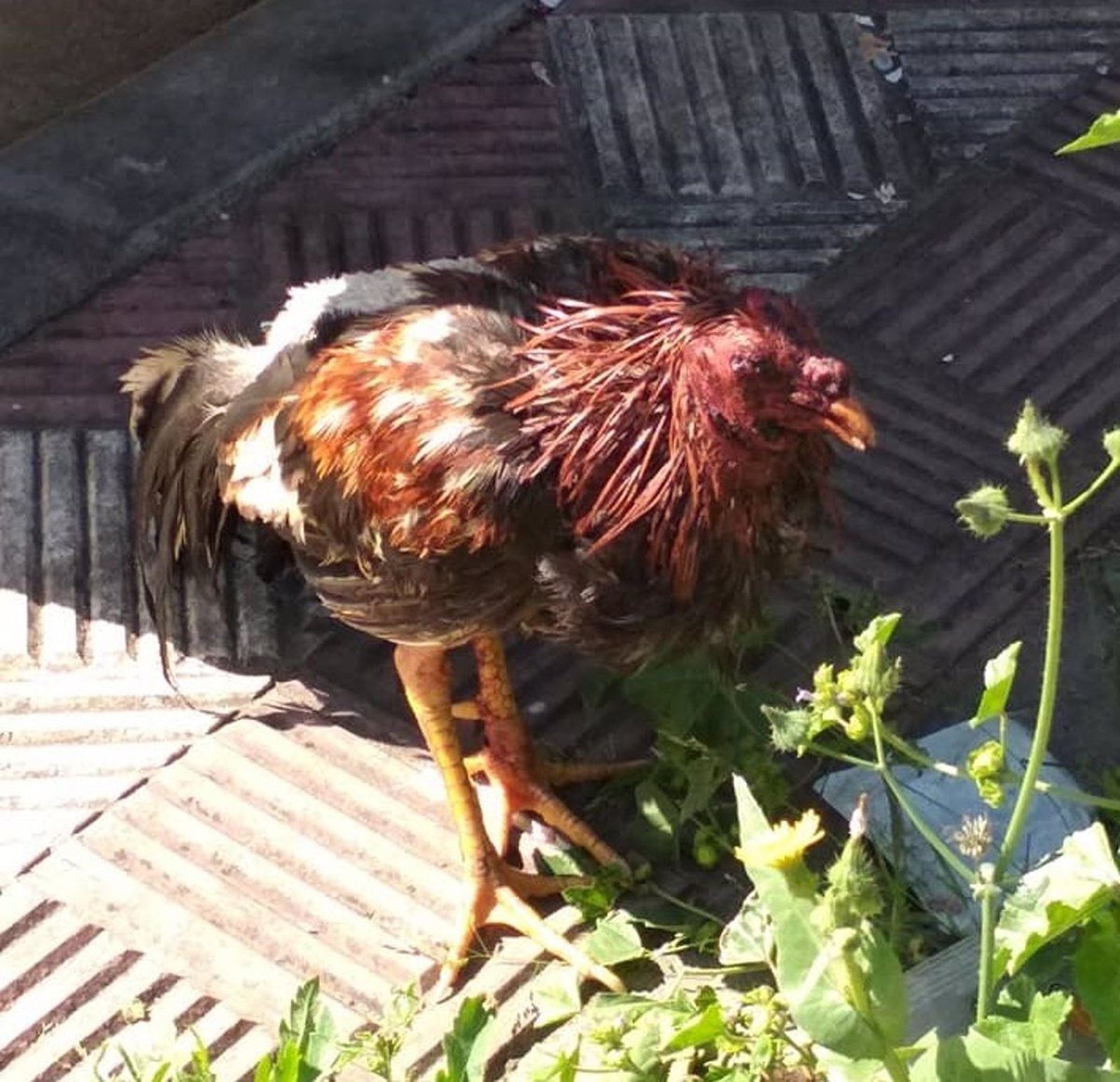 Un gallo se convierte en el quebradero de cabeza para los vecinos de un barrio de Zamora