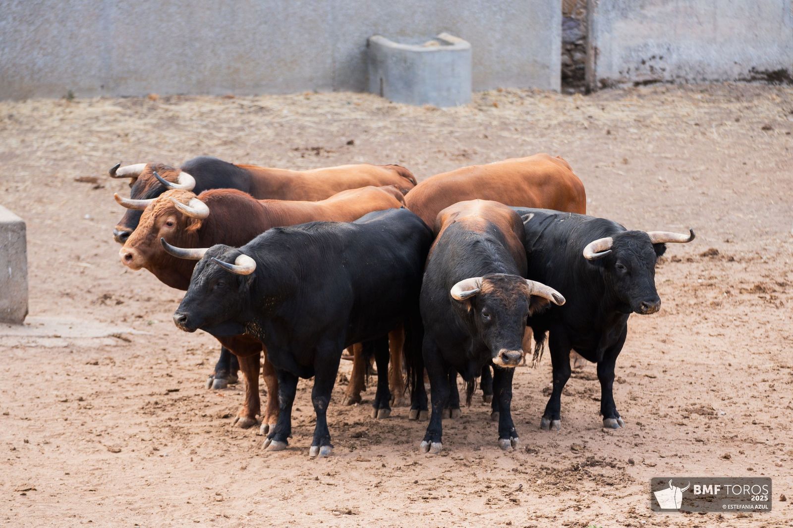 Sorteados los novillos de Montalvo para Raquel Martín y Olga Casado en el primer festejo de la feria en La Glorieta