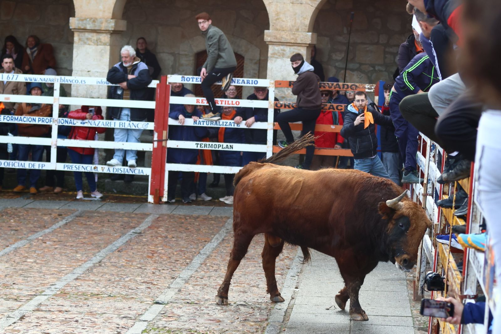 Toro del aguardiente en la mañana de martes del Carnaval del Toro 2026