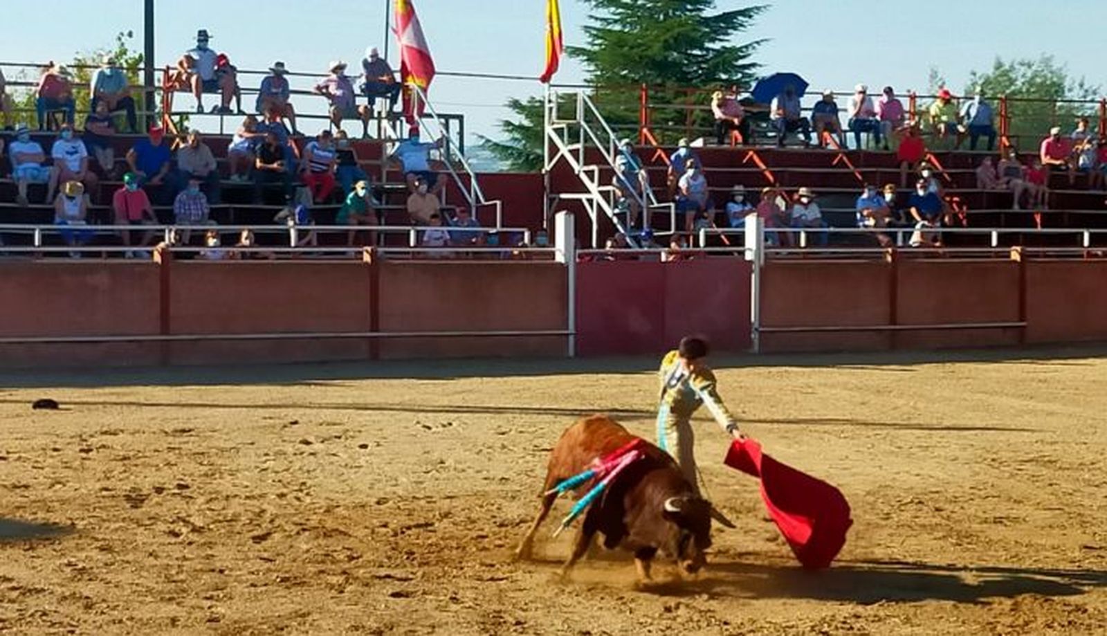 Toros en Masueco (2)