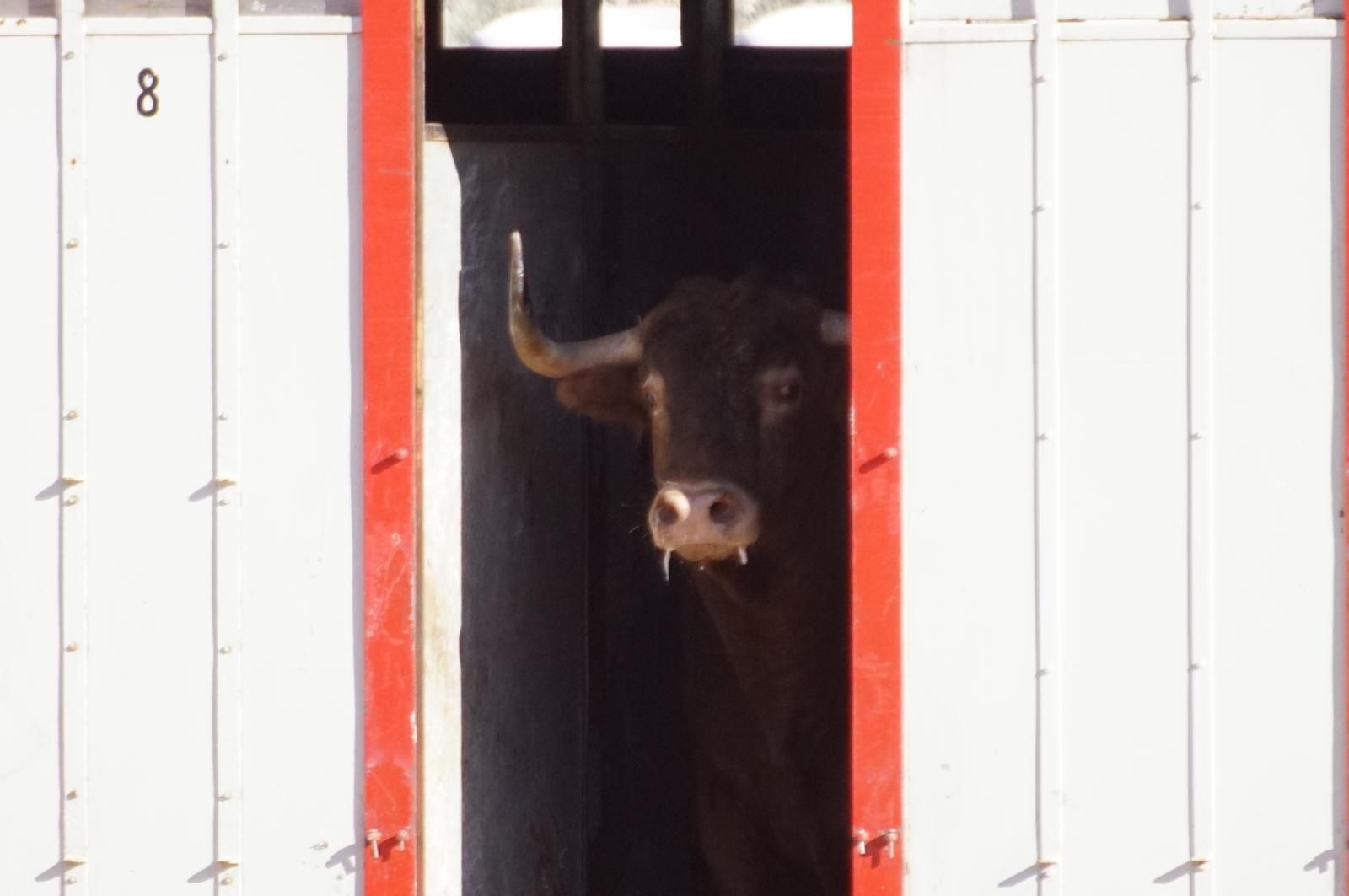 Tradicional Desenjaule en la Plaza de Toros La Glorieta