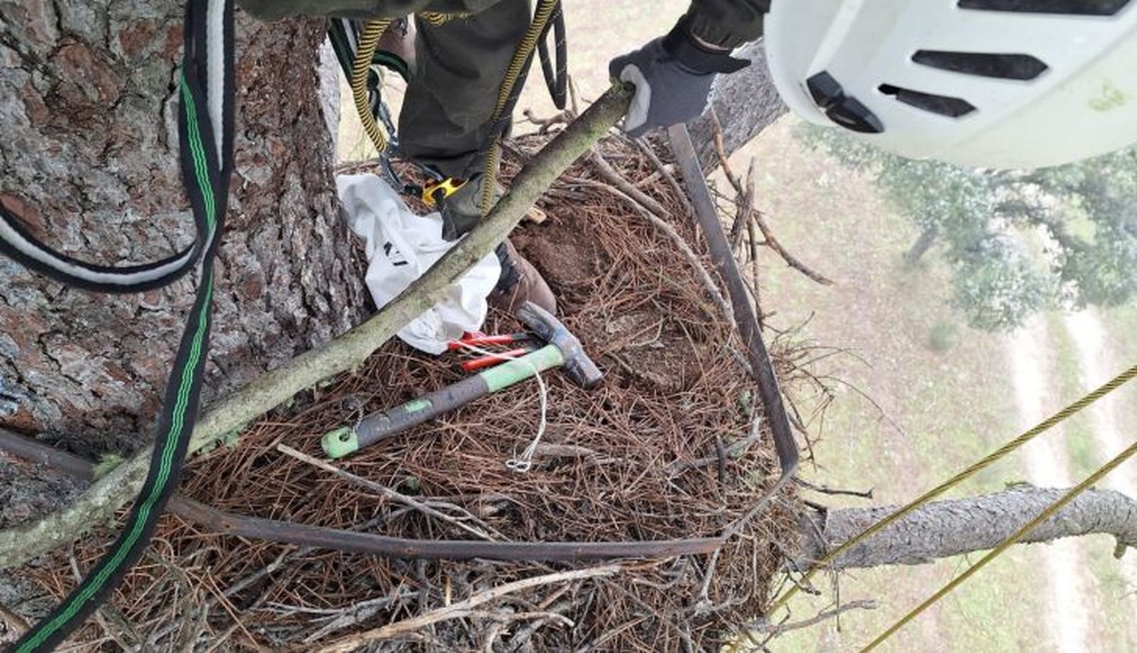 Nido de cigüeña negra (4)