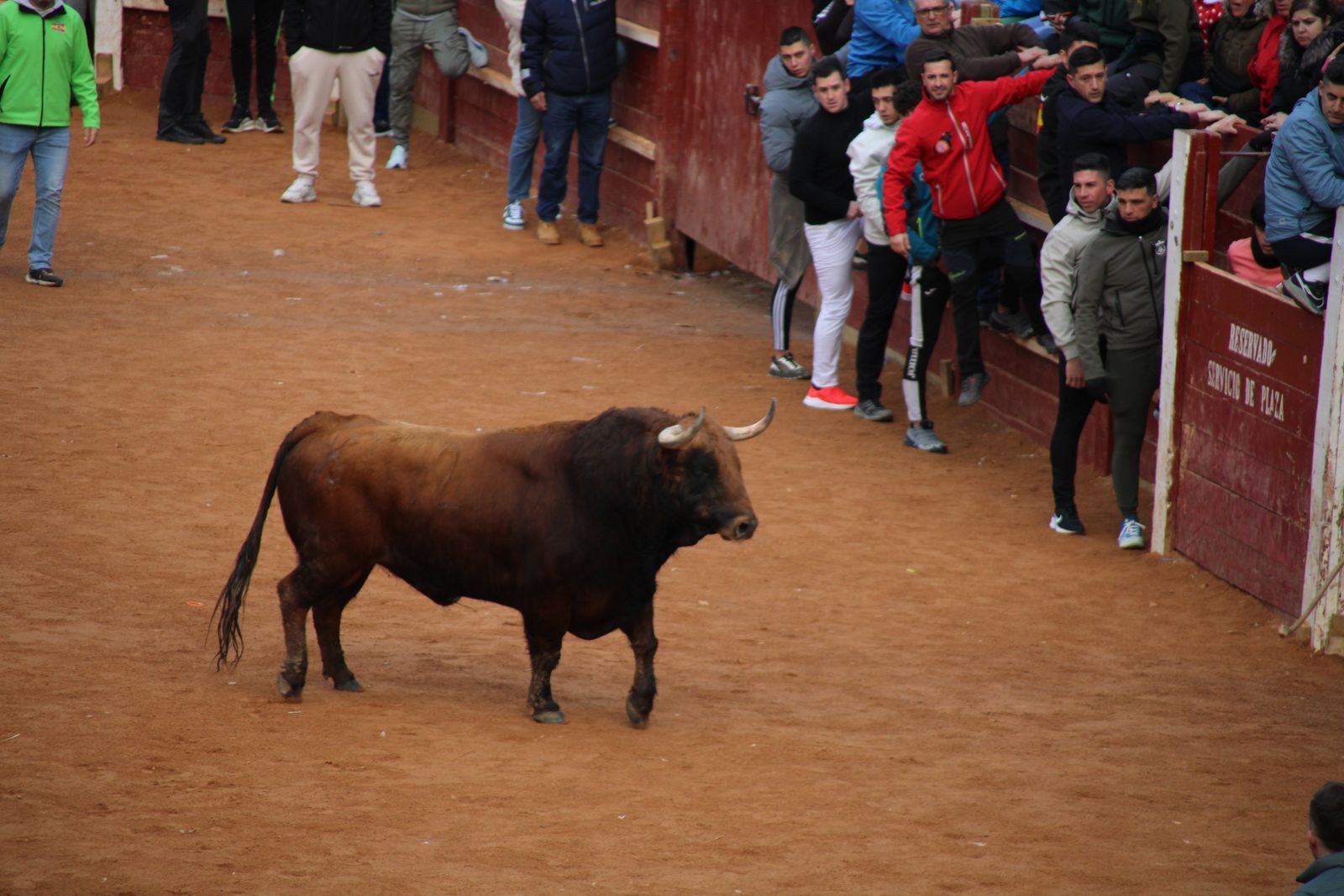 Toro del aguardiente en la mañana de martes del Carnaval del Toro 2026