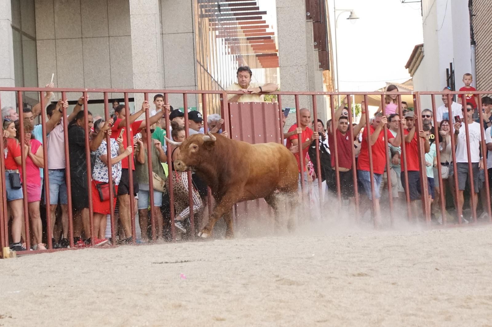 Pasión, tradición y calle: así se ha vivido en Ledesma el II Toro de Cajón