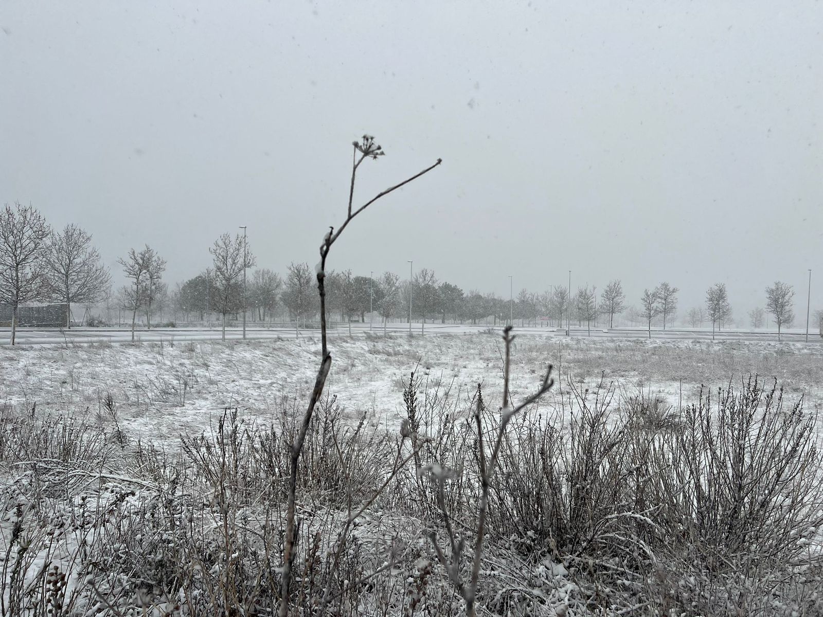 Nevada en Salamanca 28 de enero 2026