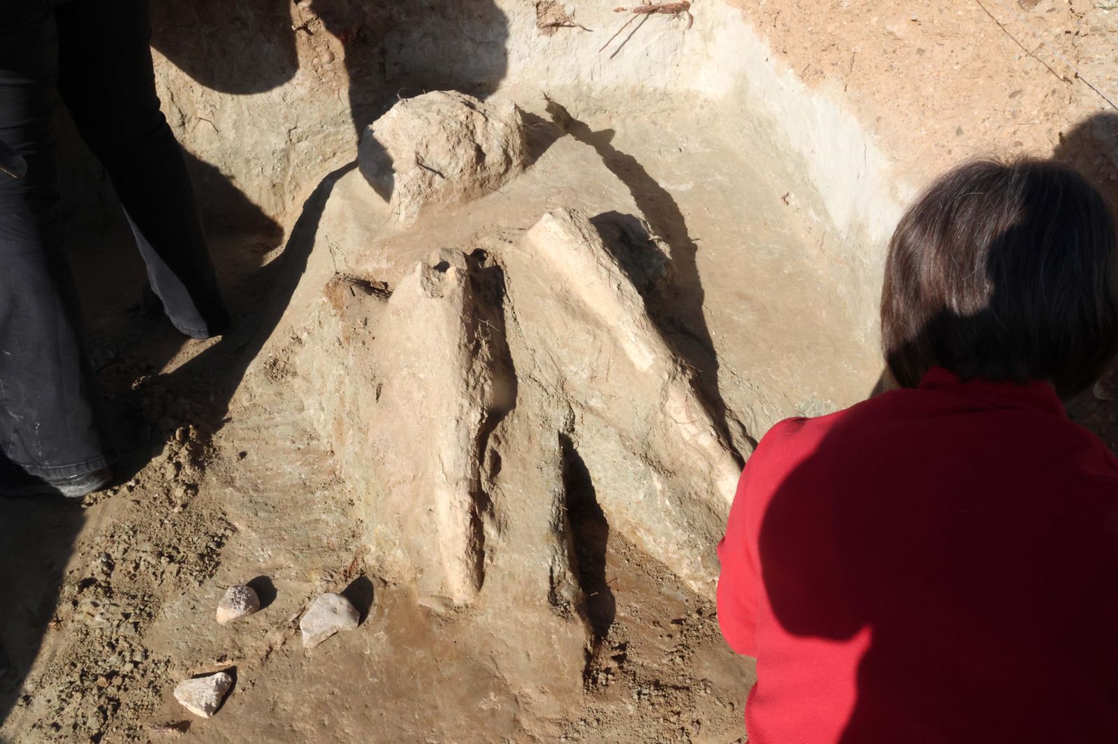 Descubren los colmillos de un mastodonte de la época terciaria en el cerro de las Contiendas de Valladolid