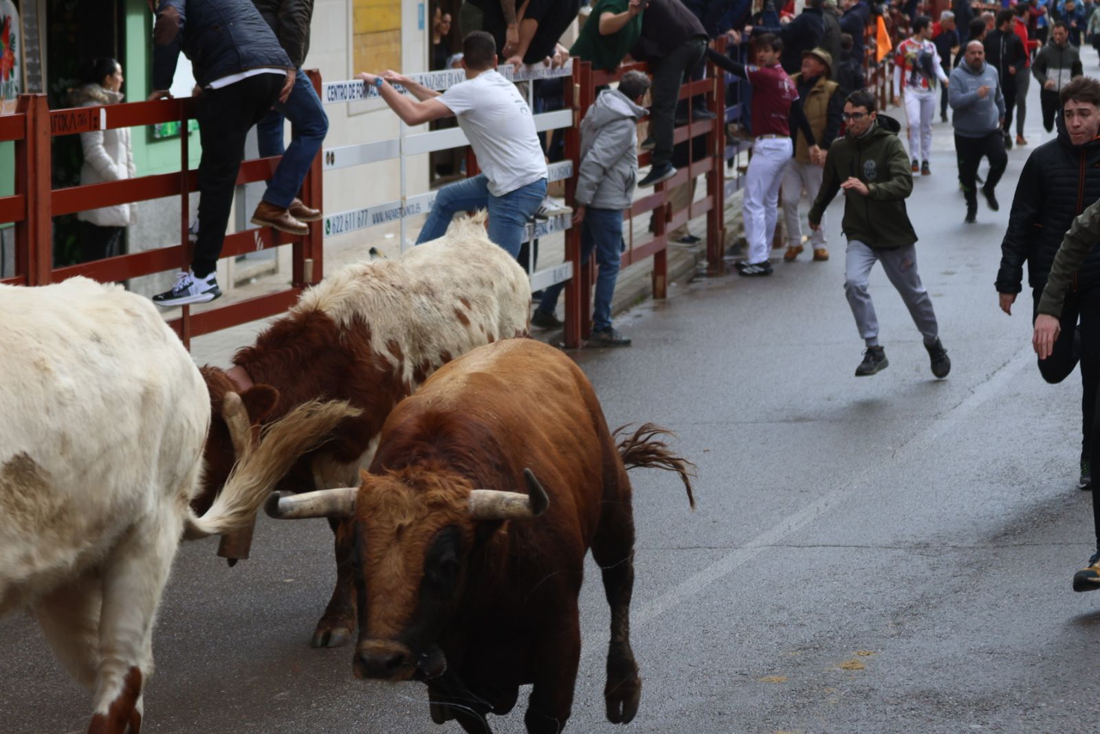 Encierro del lunes de Carnaval en Ciudad Rodrigo, toros de Fermín Bohórquez