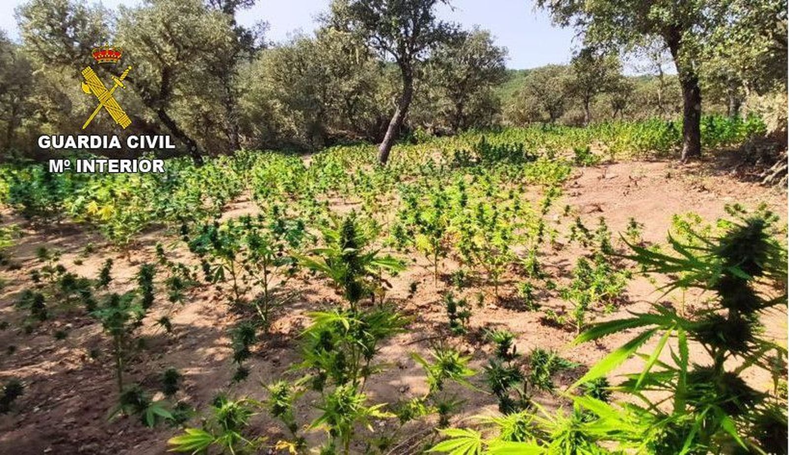 Plantación de marihuana encontrada en Zamora por la patrulla del Seprona