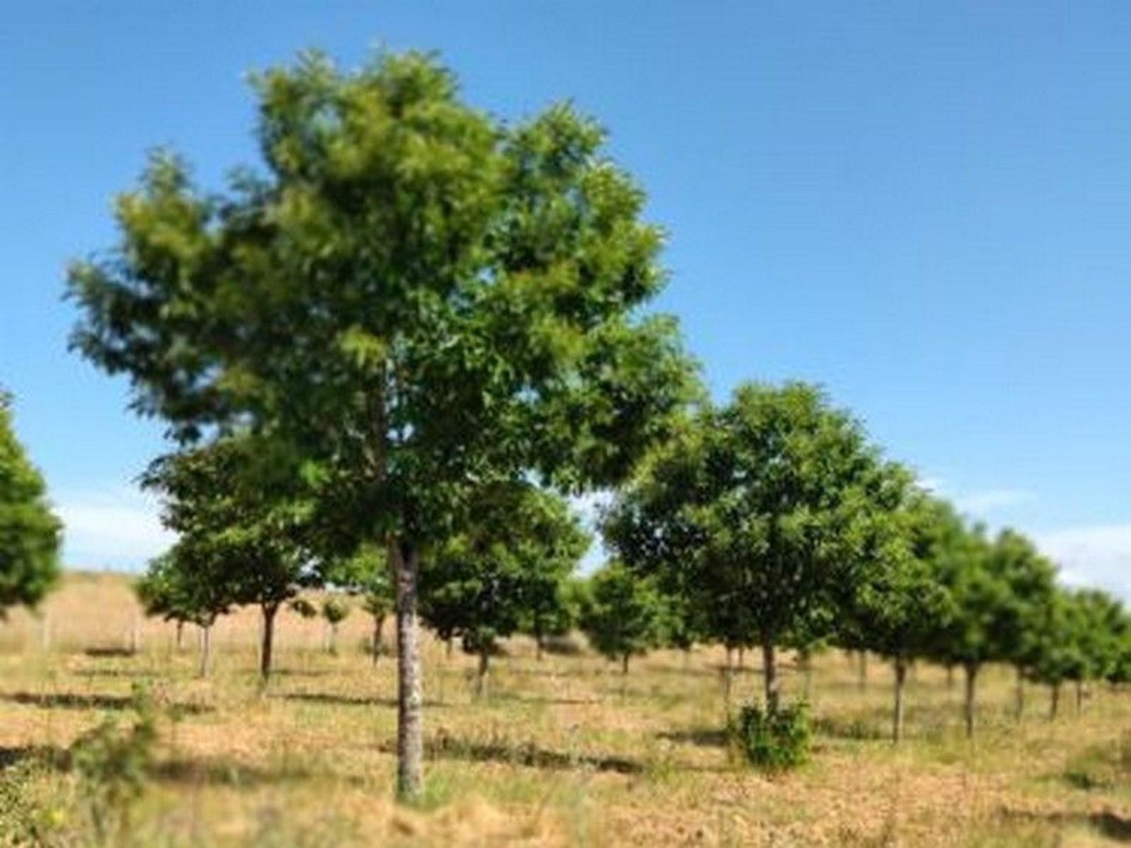 12830 1461462019133627