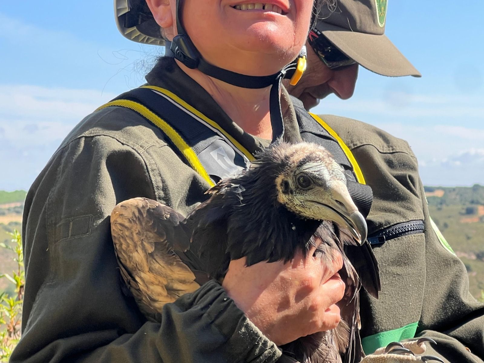 Cuatro pollos de alimoche marcados con GPS en Zamora para proteger a esta especie vulnerable