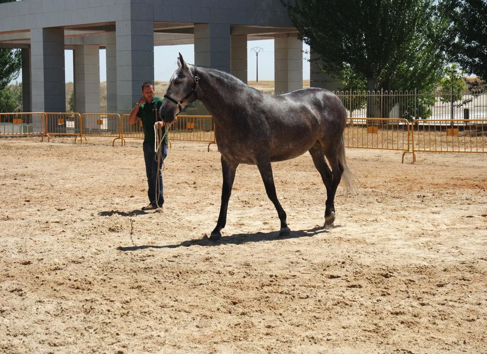 XXX Concurso morfológico de Caballos de Pura Raza Española,
